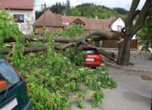 Kwikfynd Tree Cutting Services
molevillecreek