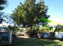 Kwikfynd Tree Management Services
molevillecreek